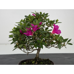 Azalea I-8017 view 4