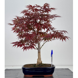 Acer palmatum beni kagami I-8019