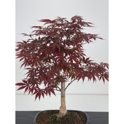 Acer palmatum beni kagami I-8019 vista 2