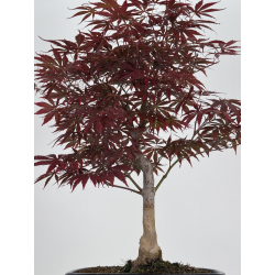 Acer palmatum beni kagami I-8019 vista 3