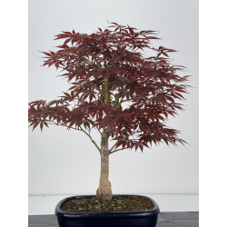 Acer palmatum beni kagami I-8019 vista 4