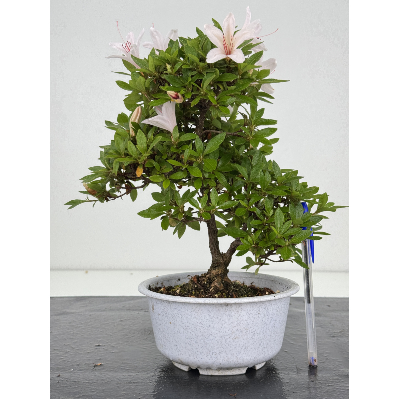 Azalea I-8020