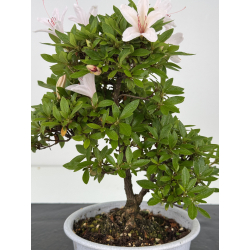 Azalea I-8020 vista 2