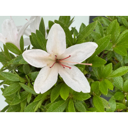 Azalea I-8020 vista 3