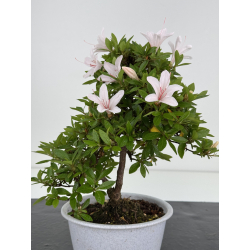Azalea I-8020 vista 4