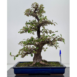 Elaeagnus pungens I-7812