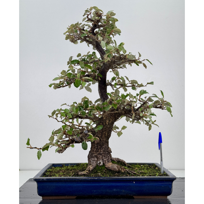 Elaeagnus pungens I-7812