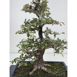Elaeagnus pungens I-7812 vista 2