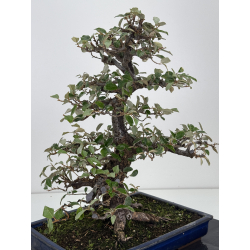 Elaeagnus pungens I-7812 vista 3