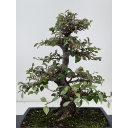 Elaeagnus pungens I-7812 vista 4