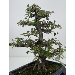 Elaeagnus pungens I-7812 vista 5