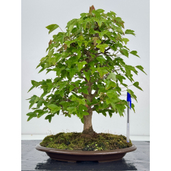 Acer buergerianum I-8021