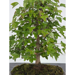 Acer buergerianum I-8021 vista 2