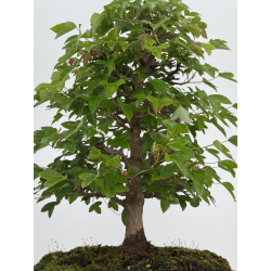Acer buergerianum I-8021 vista 3