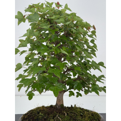 Acer buergerianum I-8021 vista 4