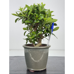 Gardenia jasminoides I-8022