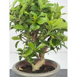Gardenia jasminoides I-8022 vista 2