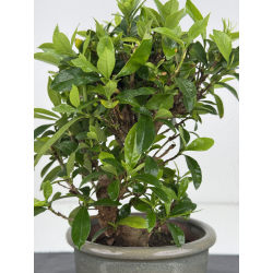 Gardenia jasminoides I-8022 vista 3