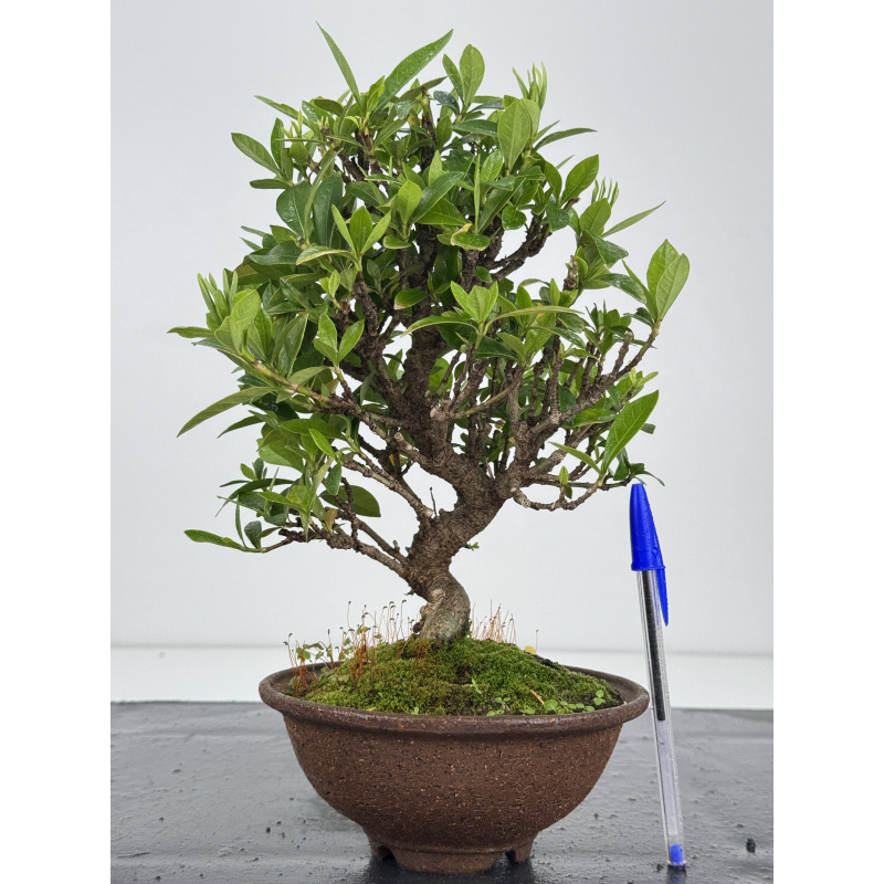 Gardenia jasminoides I-8023