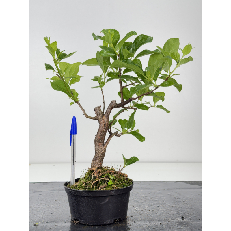 Celastrus orbiculatus -hembra- I-8024 Celastrus orbiculatus -hembra- I-8024