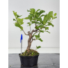 Celastrus orbiculatus -hembra- I-8024