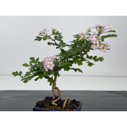 Crataegus cuneata -espino japonés- I-8025 vista 2