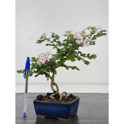 Crataegus cuneata I-8025