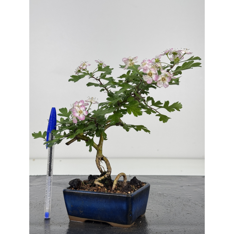 Crataegus cuneata -espino japonés- I-8025