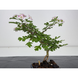 Crataegus cuneata -espino japonés- I-8025 vista 3