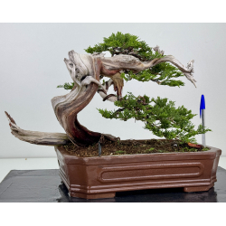 Juniperus sabina -sabina rastrera- A01634