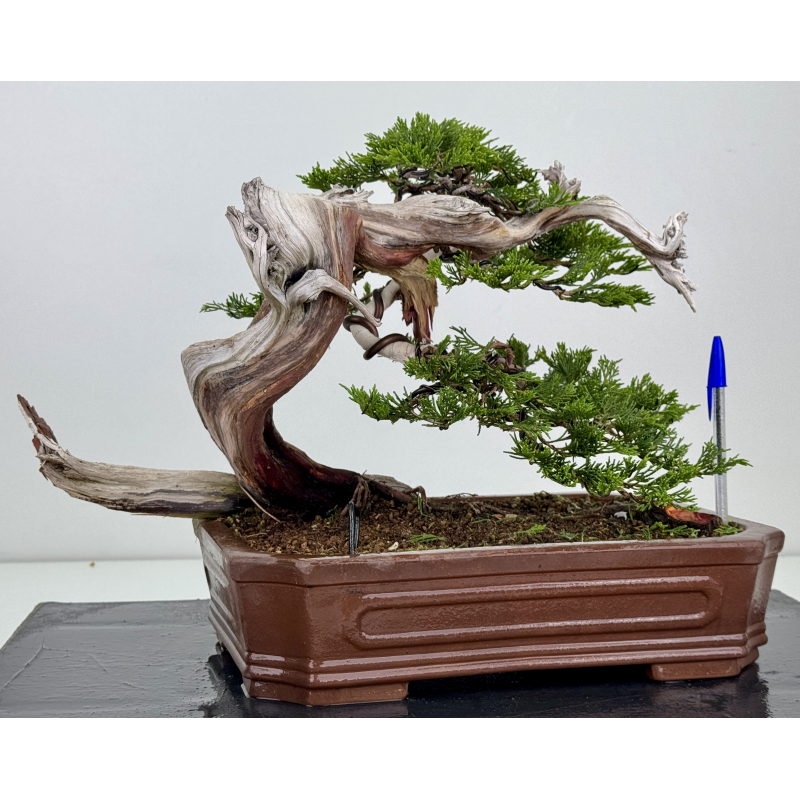Juniperus sabina -sabina rastrera- A01634