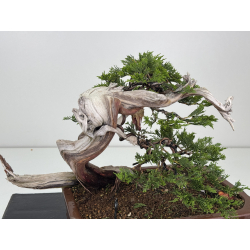 Juniperus sabina -sabina rastrera- A01634 vista 2