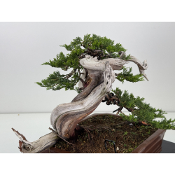 Juniperus sabina -sabina rastrera- A01634 vista 3