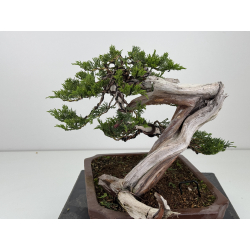 Juniperus sabina -sabina rastrera- A01634 vista 4