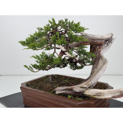 Juniperus sabina A01634 view 5