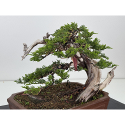Juniperus sabina -sabina rastrera- A01634 vista 6