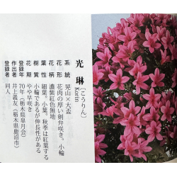 Azalea Korin I-7762 vista 6