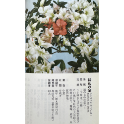 Azalea Ryokuka-no-izumi I-7783 vista 6