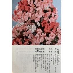 Azalea Yama-no-hikari I-7804 view 5