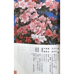 Azalea Senhime I-7865 vista 5