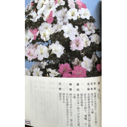Azalea Kaho I-7871 vista 8