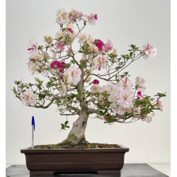 Azalea Shiko-no-mai I-8026