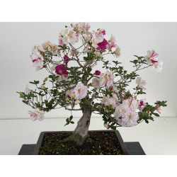 Azalea Shiko-no-mai I-8026 vista 2