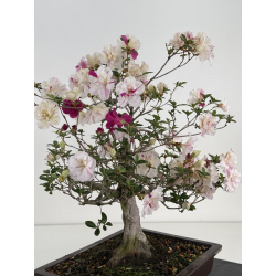 Azalea Shiko-no-mai I-8026 vista 3