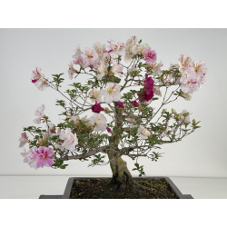 Azalea Shiko-no-mai I-8026 vista 4