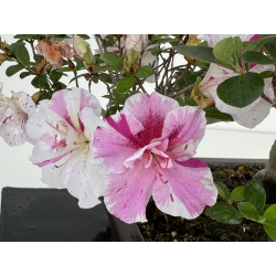 Azalea Shiko-no-mai I-8026 vista 5