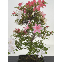 Azalea I-8027 view 2