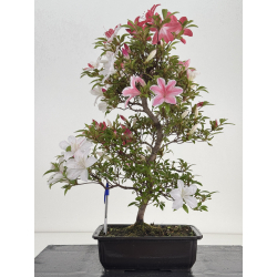 Azalea I-8027