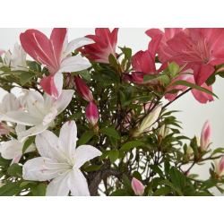 Azalea I-8027 view 3