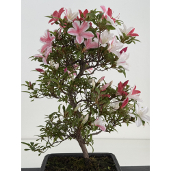 Azalea I-8027 view 4
